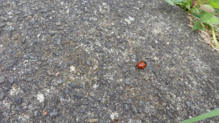 Ladybird