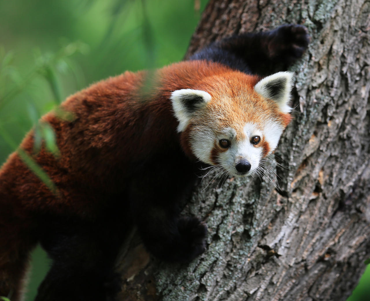 Red panda