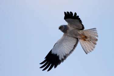 Hen Harrier - Circus cyaneus