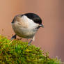 Willow Tit