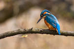 Kingfisher by OkiGraphics