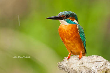 Rainy kingfisher