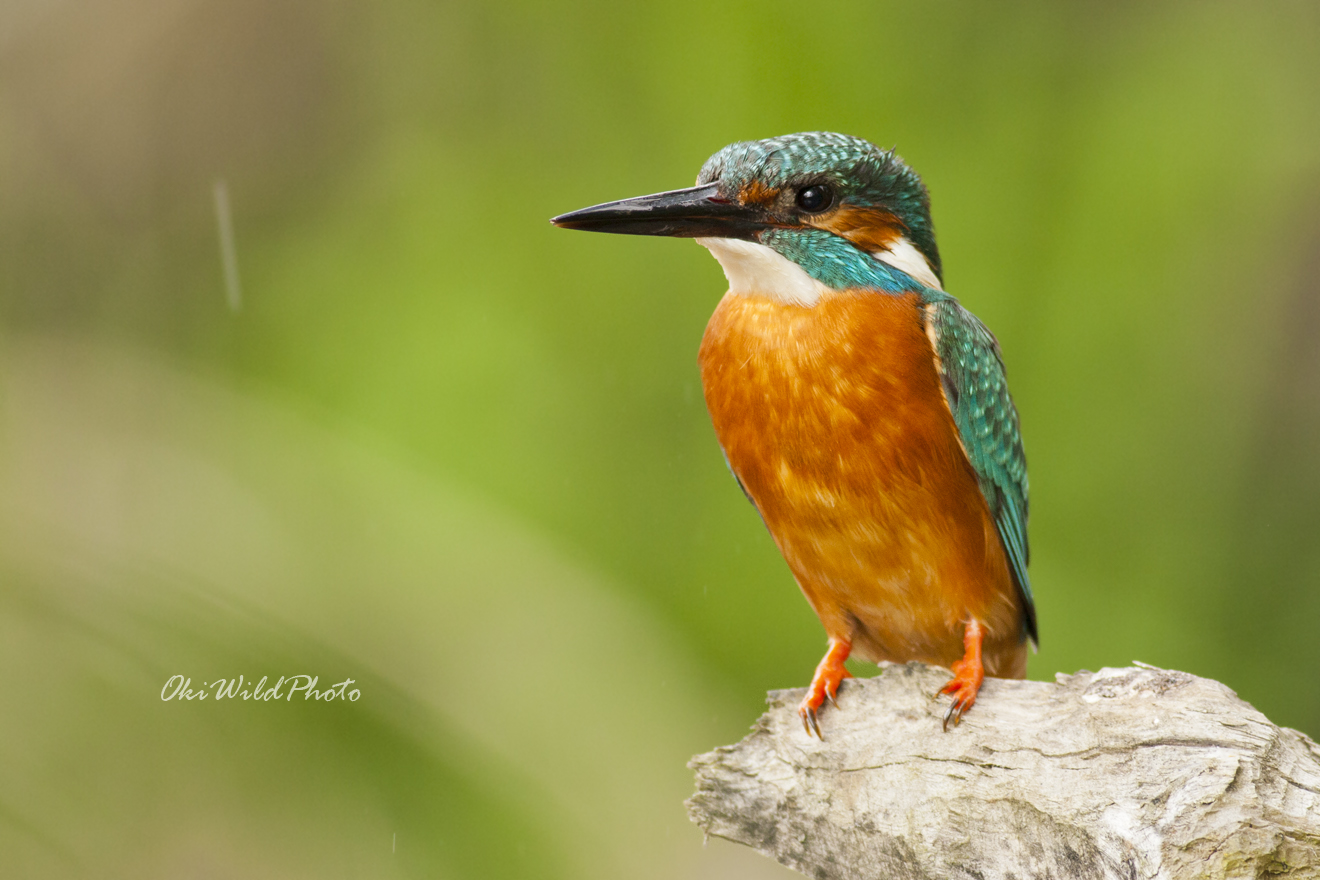 Rainy kingfisher