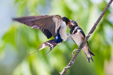 Feeding time!