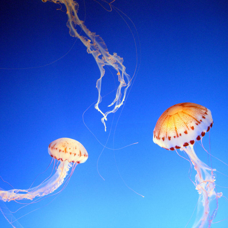 Floating In The Blue