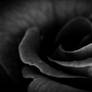 Black Rose Immortal