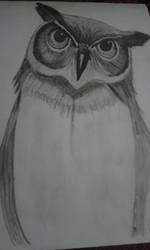 Sweet little owl lol