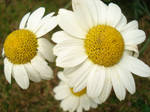Daisy Heads by Tumbledyer