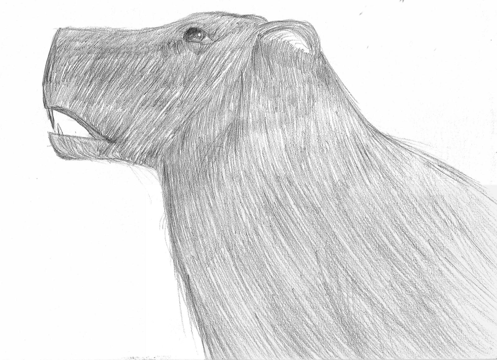A Capy by lovetadraw on DeviantArt