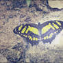 Butterfly forest .2