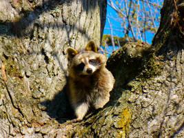 Peekaboo, Little Raccoon