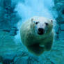 Polar Bear Dive