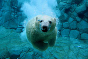 Polar Bear Dive