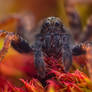 Wolf-spider