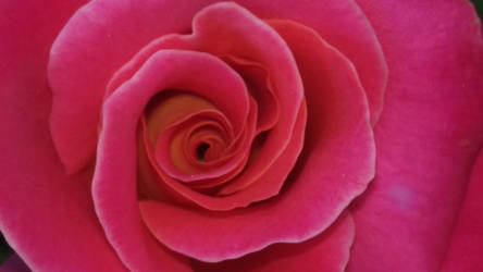 pink rose - photo