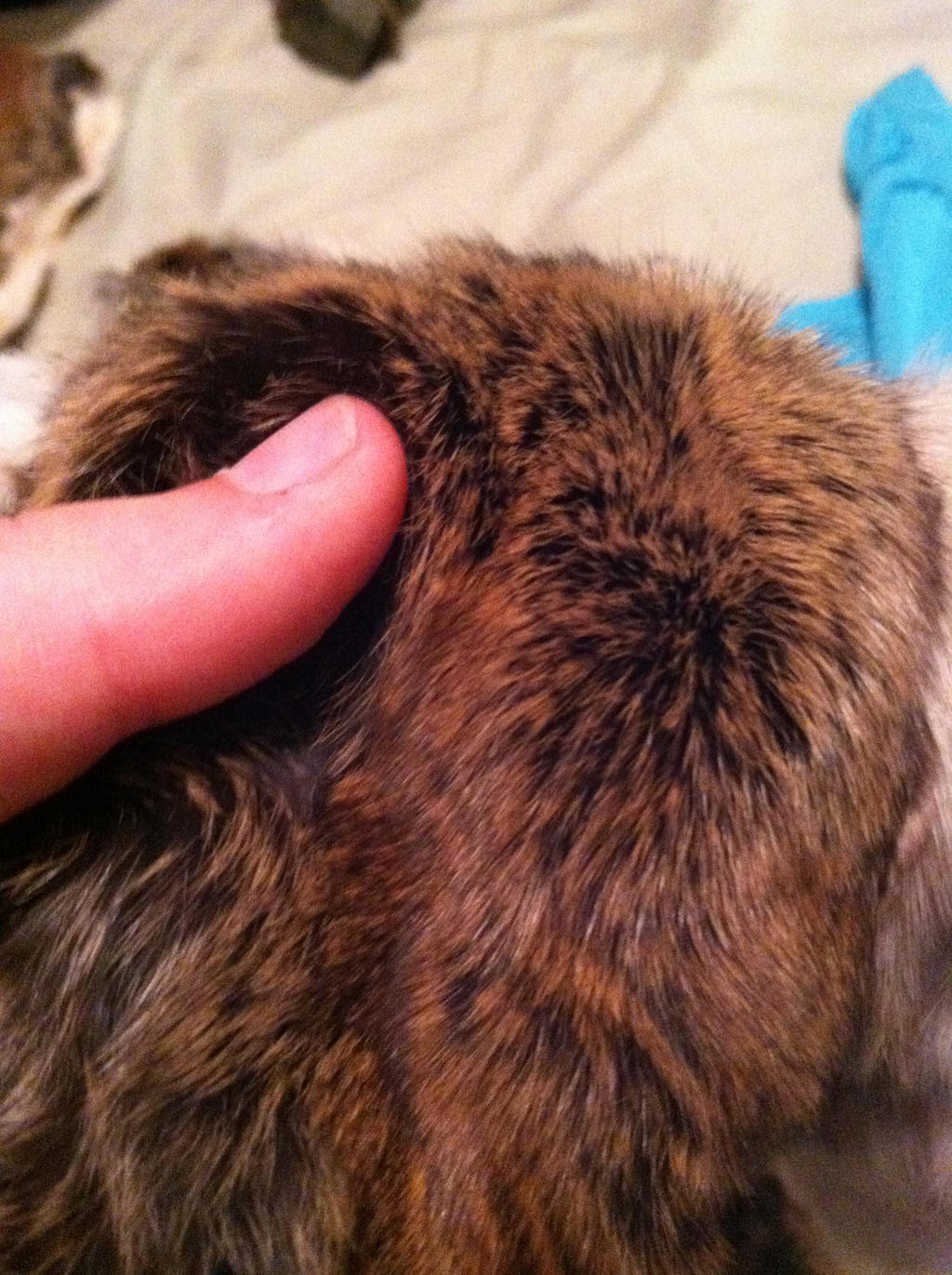 Flying Squirrel Fur