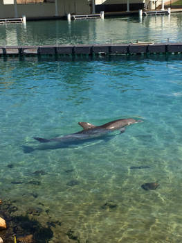 Gold Coast Sea World Dolphin