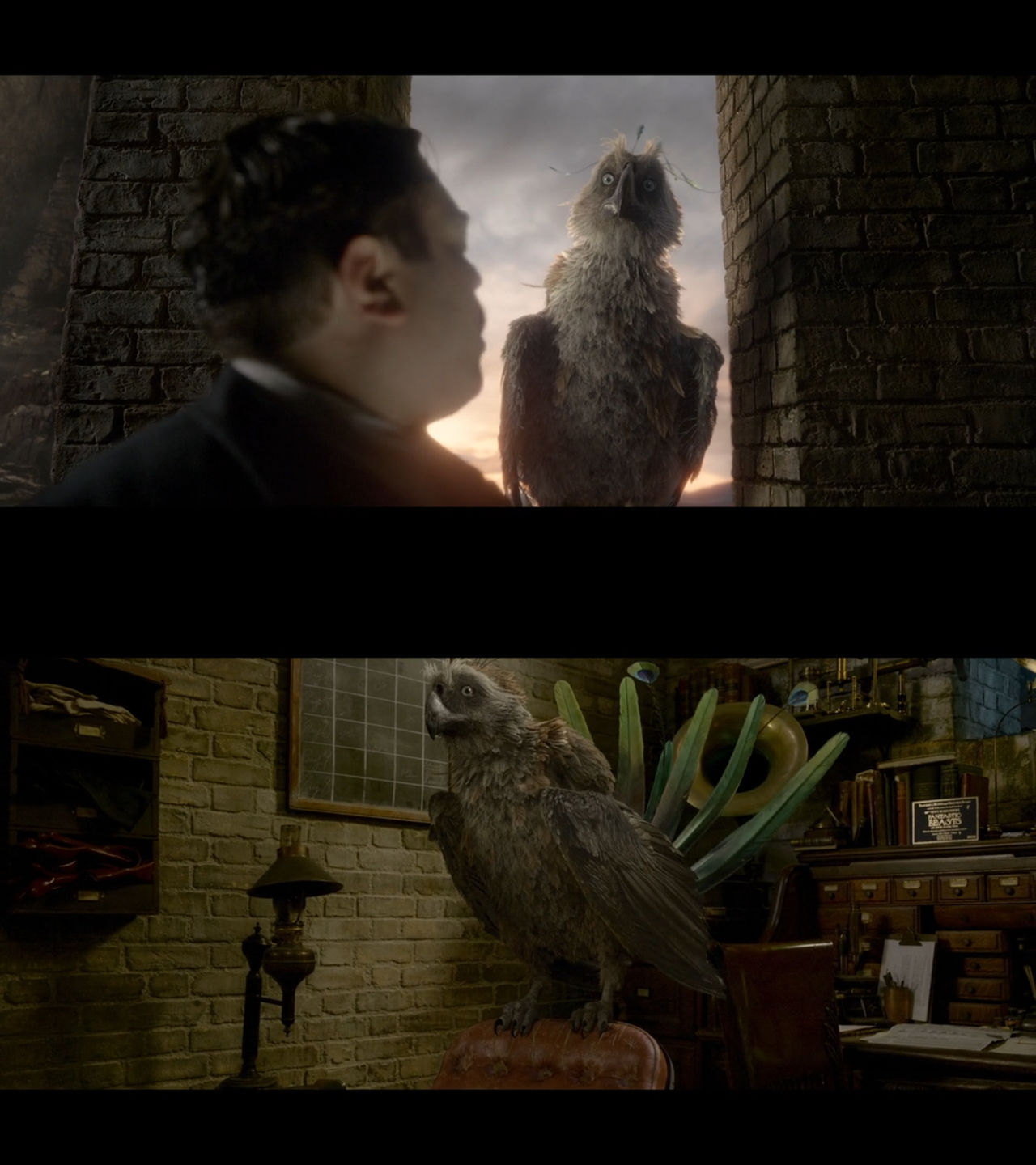 Augurey Riddle Fantastic Beasts Augurey by Mdwyer5 on DeviantArt