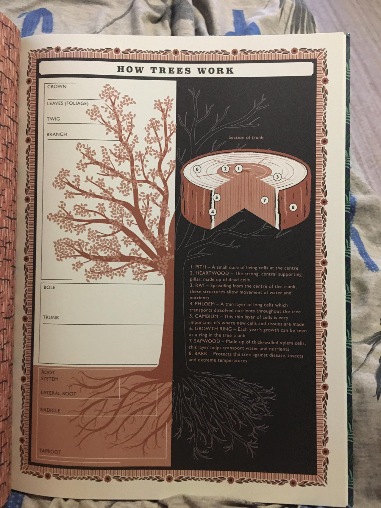 How Trees Work by Mdwyer5 on DeviantArt