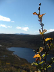 Changing leaves on a Sunny Day