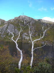 Ghost Trees