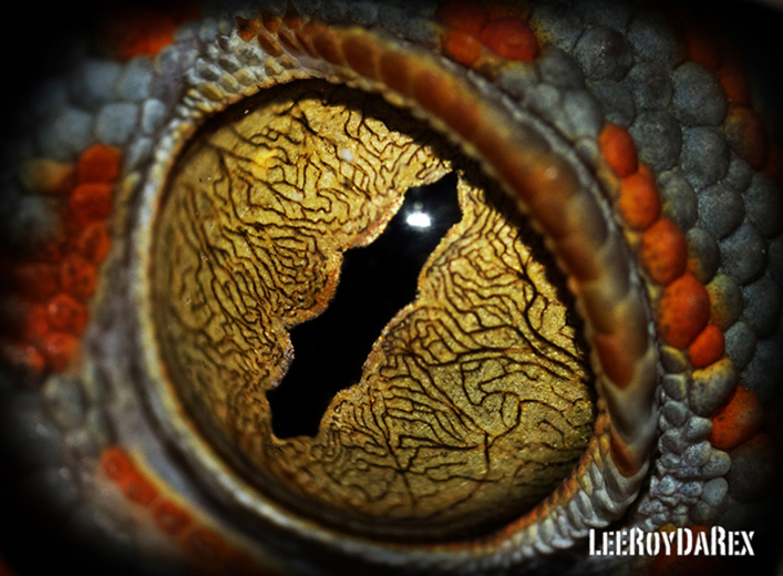 Gecko Eye