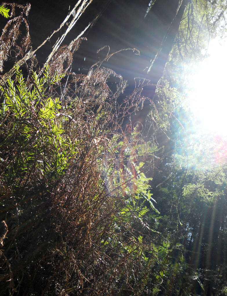 Big Rays by ariesgoddess0402 on DeviantArt