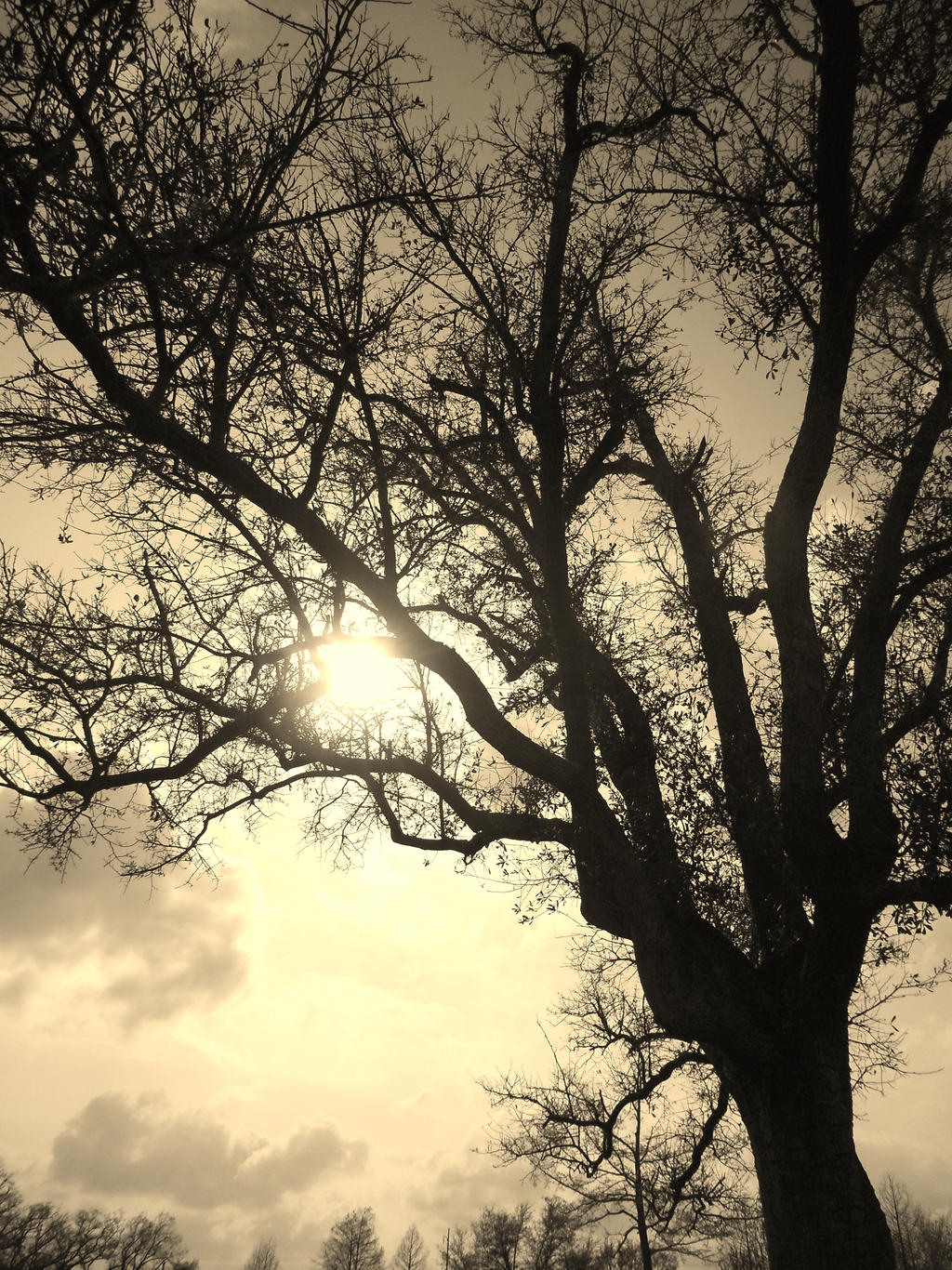Sepia Tree by ariesgoddess0402 on DeviantArt