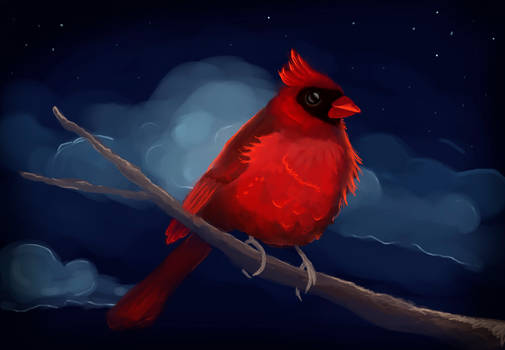 cardinal rouge speedpaint