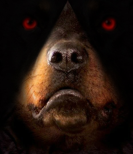 Rottweiler