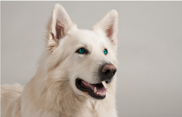 Swiss shepherd blue eyes