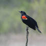 Red-winged Blackbird