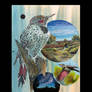 Northern red-shafted Flicker and the Walker River
