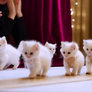 Catwalk