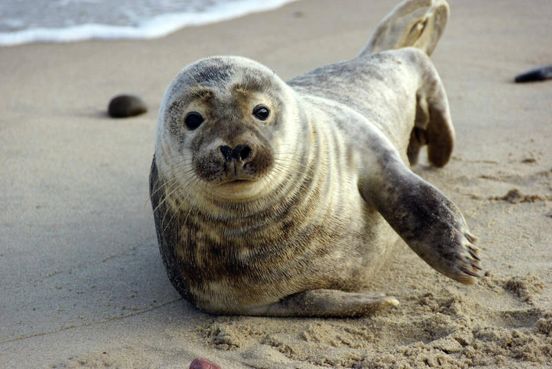 seal