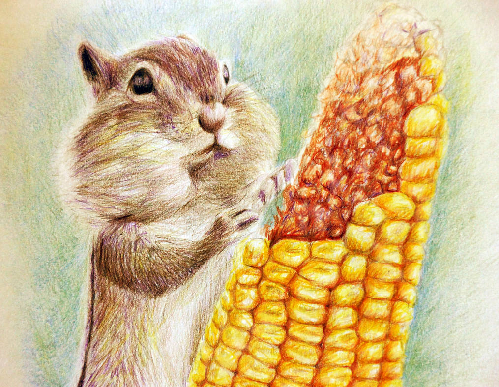 Хомякам можно кукурузу. Хомяк живопись. Хомячок с кукурузой. Бурундук с кукурузой. Иллюстрации животных.