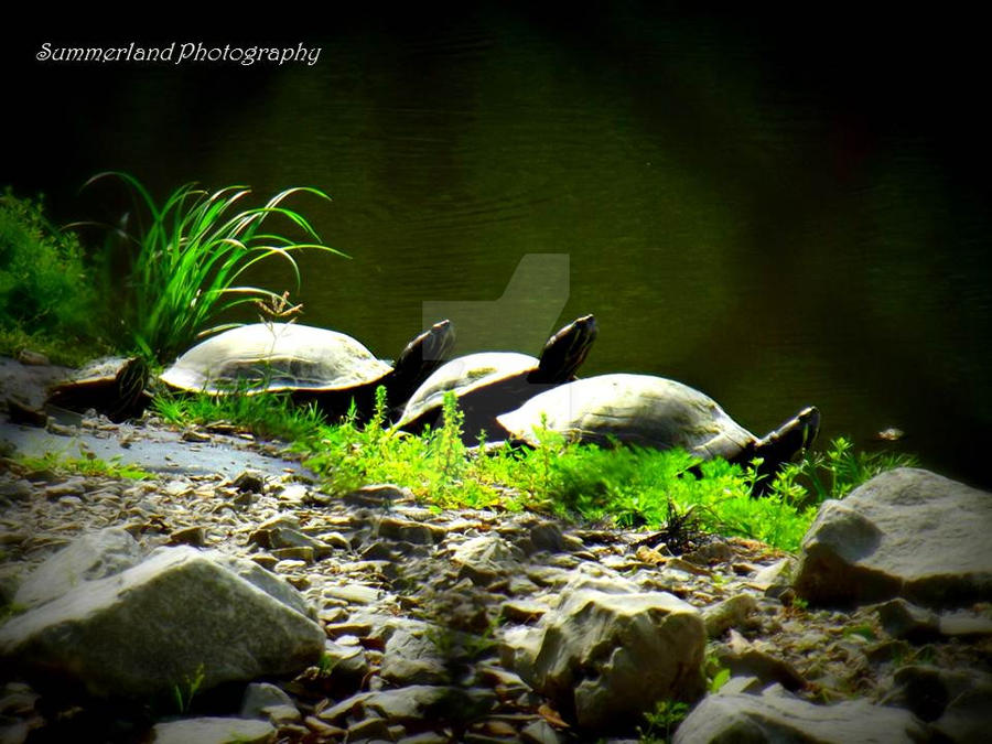 Turtles by summerstone on DeviantArt