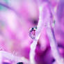 Lilac drop