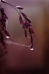 An Angel's Tears by InLightImagery