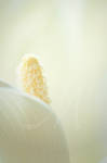 Light Becomes Her by InLightImagery