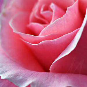 Rose Of Glory by InLightImagery