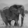 African Elephant