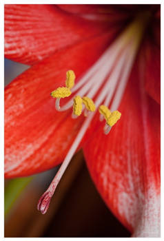 Amaryllis