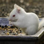 Albino Squrrel 03