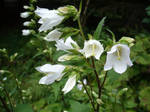 White Bells by Myrthilla