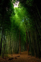 Bamboo Dreams