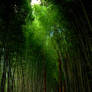 Bamboo Dreams
