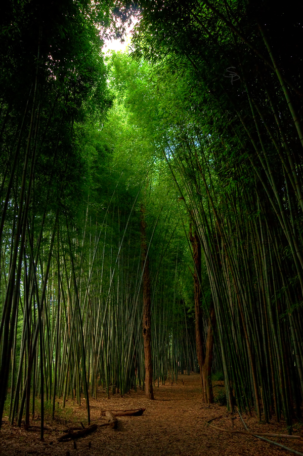 Bamboo Dreams