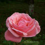 Pink rose 2