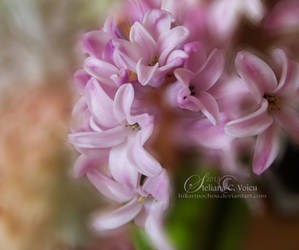 Hyacinth2